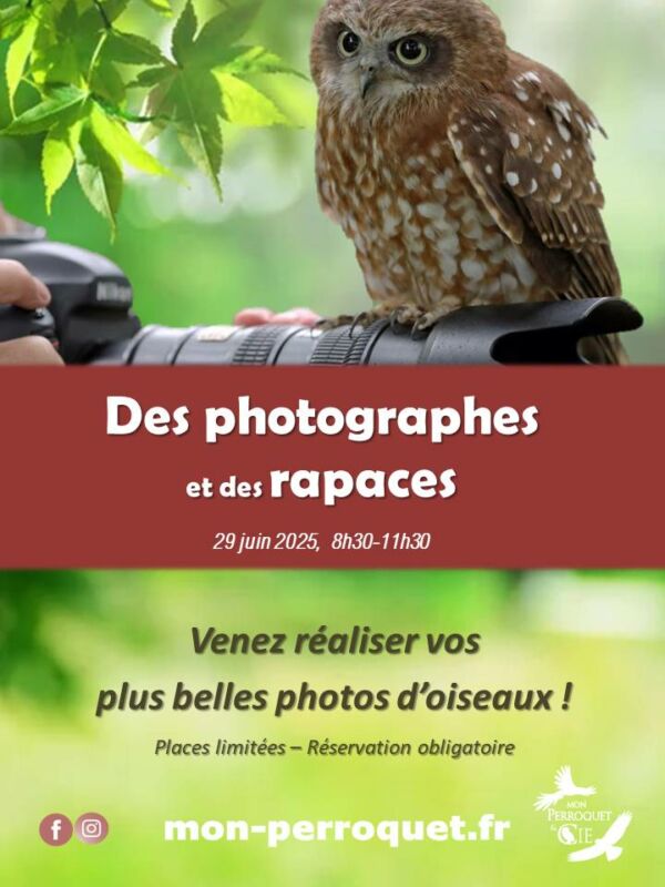 Des photographes et des rapaces